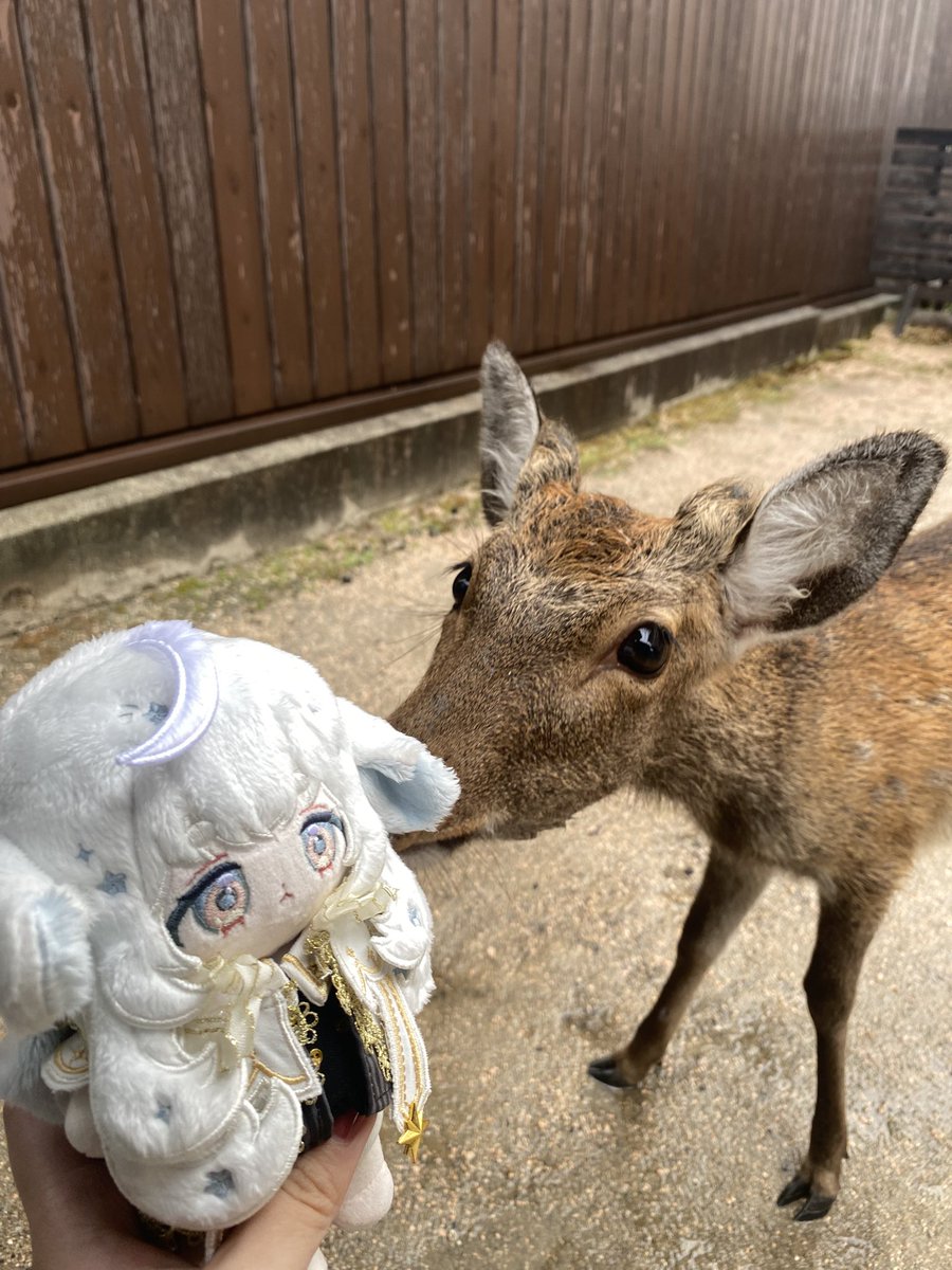 piiroll_'s tweet photo. ｽﾝｯ… https://t.co/0e6Jvb7Fpn