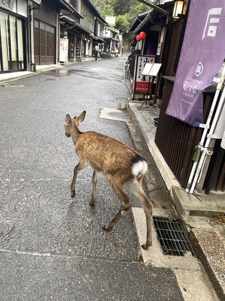 piiroll_'s tweet photo. ｽﾝｯ… https://t.co/0e6Jvb7Fpn