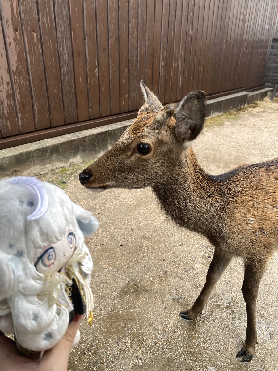 piiroll_'s tweet photo. ｽﾝｯ… https://t.co/0e6Jvb7Fpn