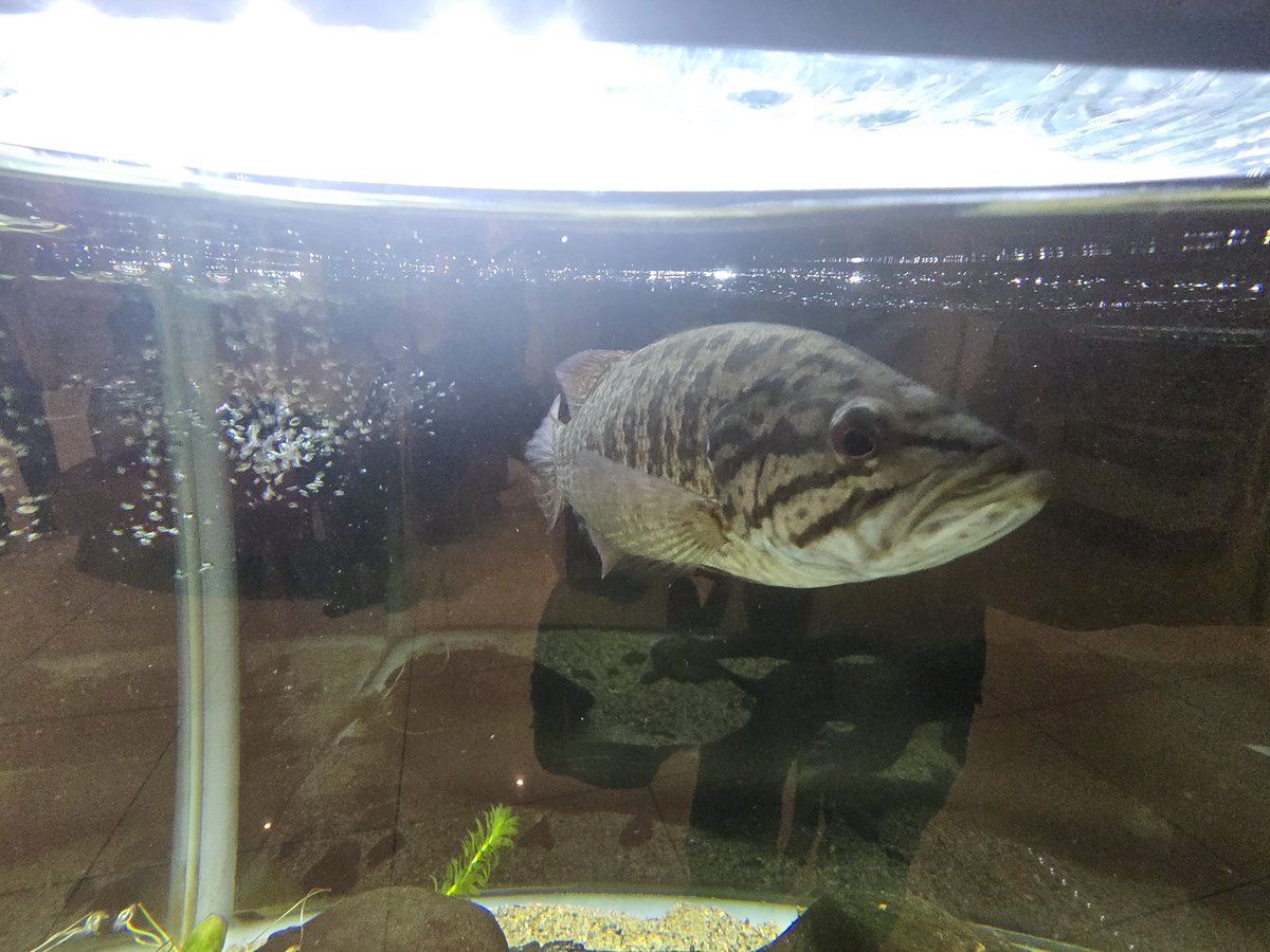 creckarn's tweet photo. 外来魚は即死刑の滋賀県でも長浜は外来魚を大切に飼ってる不思議 https://t.co/sKD0j2ajCm