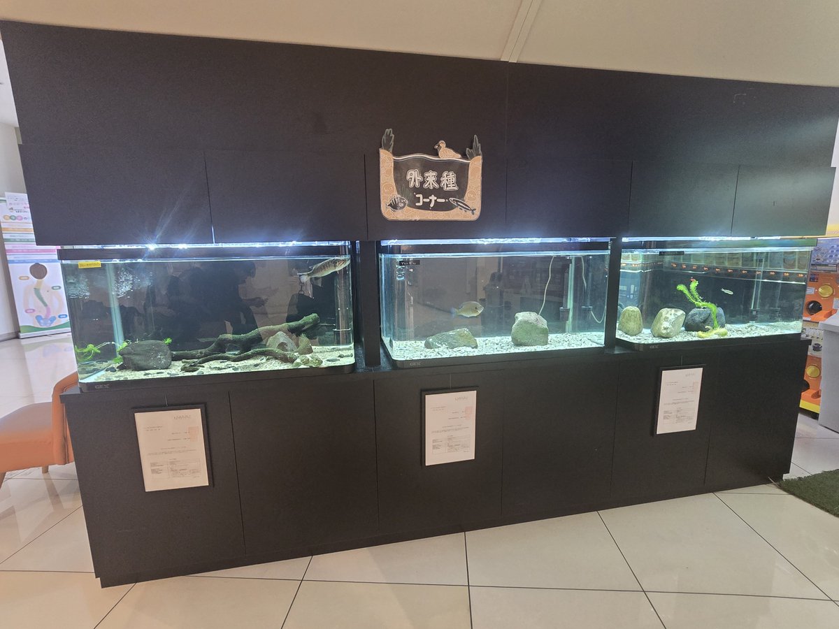 creckarn's tweet photo. 外来魚は即死刑の滋賀県でも長浜は外来魚を大切に飼ってる不思議 https://t.co/sKD0j2ajCm