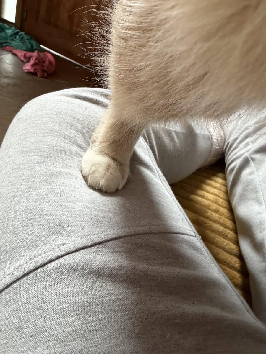 itsme_urstruly's tweet photo. I need a scientist to explain to me why this tiny paw has the same weight as a car https://t.co/Vk4sPPpSlb