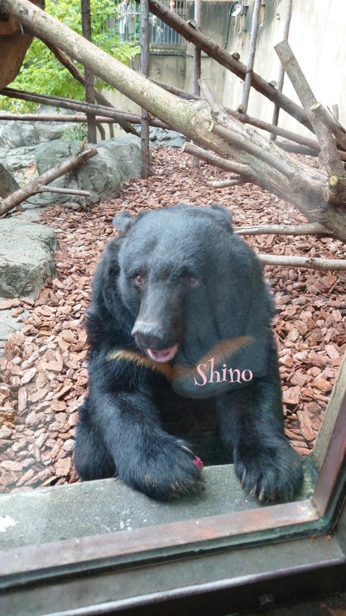 Selene_Shino's tweet photo. かわいい💞🐻🍠
#クー
#ウタ
#ツキノワグマ 
#クマたちの丘
#上野動物園 https://t.co/IPxoFqE76i