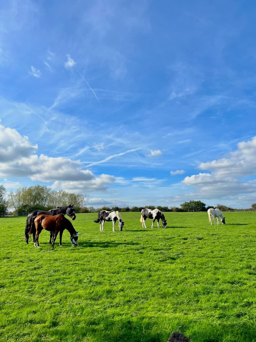 Raystede's tweet photo. Happy World Animal Day! Today we’re celebrating the furry, feathered and four-legged friends who make our lives so special.

Here are just a few of the animals currently in our care. https://t.co/ZnQNoWM7nW