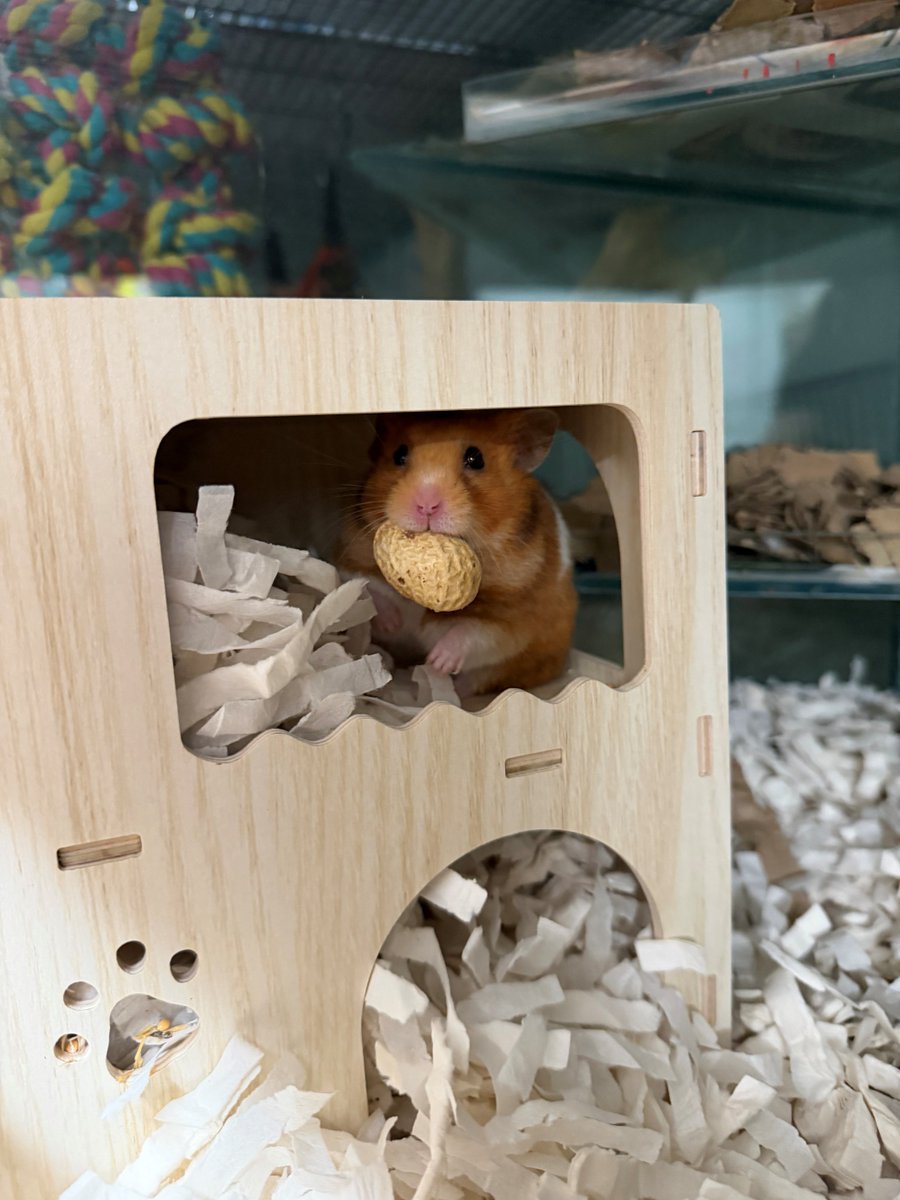 Raystede's tweet photo. Happy World Animal Day! Today we’re celebrating the furry, feathered and four-legged friends who make our lives so special.

Here are just a few of the animals currently in our care. https://t.co/ZnQNoWM7nW