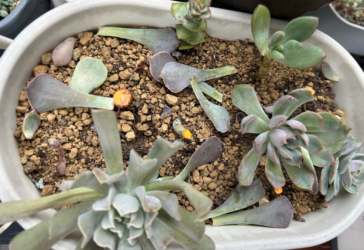 P2qbQn's tweet photo. ダンゴムシ対策‼️色々見て回ってネットも見てやっと今日、ホームセンターでプランター用の棚を購入して来たよ。これで風通しも良くなるし根腐れにくくなるといいな☺️2枚目月兎耳さん、いつの間に勝手に葉っぱが落ちて葉挿しで増えたから鉢増し。3枚目は、寄せ植えしてたのをバラして仕立て直しの途中💦 https://t.co/GIaPHgykuy