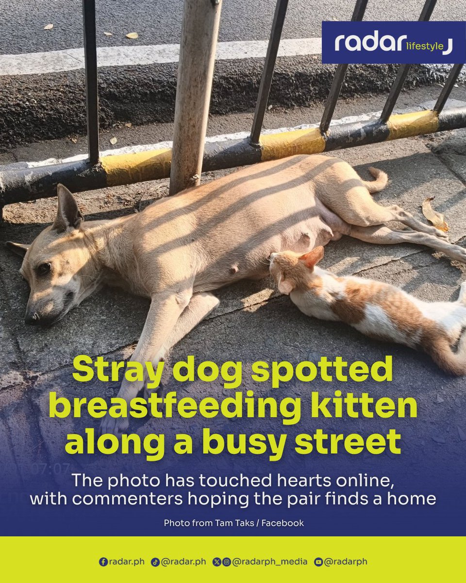 radarph_media's tweet photo. A passerby shared a photo of the two animals, showing the kitten pressed against the dog and appearing to nurse while the dog lies on the pavement.

"Nadaanan ko sa Mckinley Road Telus sa likod ng Jollibee..para maka survive kaya sila ganyan cguro," a member of the "DOG LOVERS PHILIPPINES" Facebook group wrote in the caption of their post on Oct. 3.

One commenter speculated that the dog may have lost her own puppies after they were rescued, leaving the kitten to nurse from her.

“Siguro may kumuha mga anak niya, ni-rescue siguro tapos siya lang naiwan kaya inadopt niya yung pusa,” the commenter wrote.

There is no confirmation that the dog previously had puppies, that they were rescued, or that she adopted the kitten.

Another commenter expressed concern that the dog may have been separated from her puppies.

“Kawawa naman, kahit sinong ina mawalay sa anak malulungkot,” the commenter wrote.

The commenter also hoped that if the dog’s puppies had been adopted, their mother could have been taken in as well.

“Sana kung inadopt yung mga puppy sinama rin si mamadog, kawawa naman.”

Another commenter hoped someone would adopt the pair, pointing to the difficulty stray animals face in finding food without human care.

“Kawawa naman. Sana may mag-ampon sa kanila. Ang hayop, kapag walang nag-aalaga at nagpapakain, magugutom sila. Hindi katulad ng tao na kayang maghanapbuhay para may makain,” the commenter wrote.

The concern comes amid the wider problem of animal homelessness in the Philippines. A 2024 estimate from the Mars Petcare Pet Homelessness Project cited in a Senate statement placed the number of stray cats and dogs in the country at 13.11 million.

With limited funding and congested facilities, animal welfare advocates have also raised concerns about the fate of impounded stray animals, including cases where animals may be euthanized when pounds cannot accommodate them.

Lawmakers and animal welfare groups have pushed for more systematic spay-and-neuter programs, including trap-neuter-vaccinate-return (TNVR), stricter enforcement against pet abandonment, and measures such as tax incentives and adoption programs to encourage people to take in homeless animals.

As of writing, there is no update on the whereabouts or condition of the dog and kitten.

(✍️: Kieth Earl Rebaño)

#radarPHLifestyle #radarPH