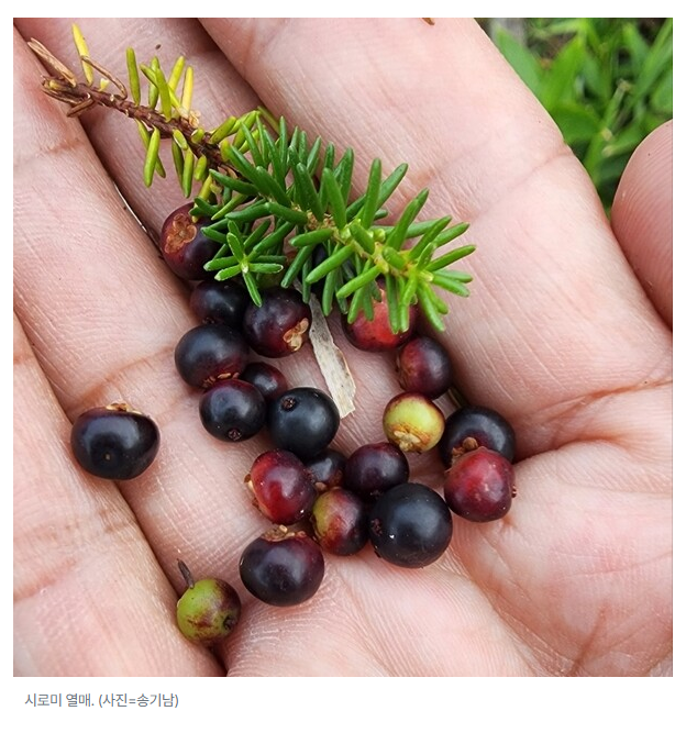 sotdae_17's tweet photo. 히토하랑 후타바 때도... 복수하고 싶다는 욕망보다 소중한 사람을 구하겠다는 결의로 맞서 나섰더라면 아마 토착신을 만나서 다른 영약을 받았겠지<-라는 생각이 사라지지 않아 괴로움

애초에 여기서 치이카와가 먹는 열매 뭐냐는 이야기 나오던데 말이다... 이거 먹고 신의 세계와 이어진 거잖아 https://t.co/BT28TounCx