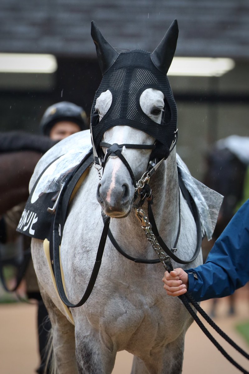 seiji_171's tweet photo. とても眠そうな顔が
かわいすぎて滅

#キントリヒ
#ゴールドシップ産駒
#京都競馬場 https://t.co/AizYXvEczN