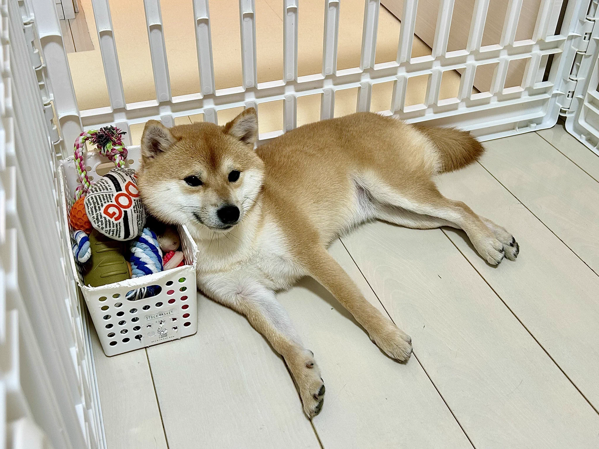 くれモン в X: „散歩楽しすぎてやりきった犬 #豆柴 #柴犬“ / X