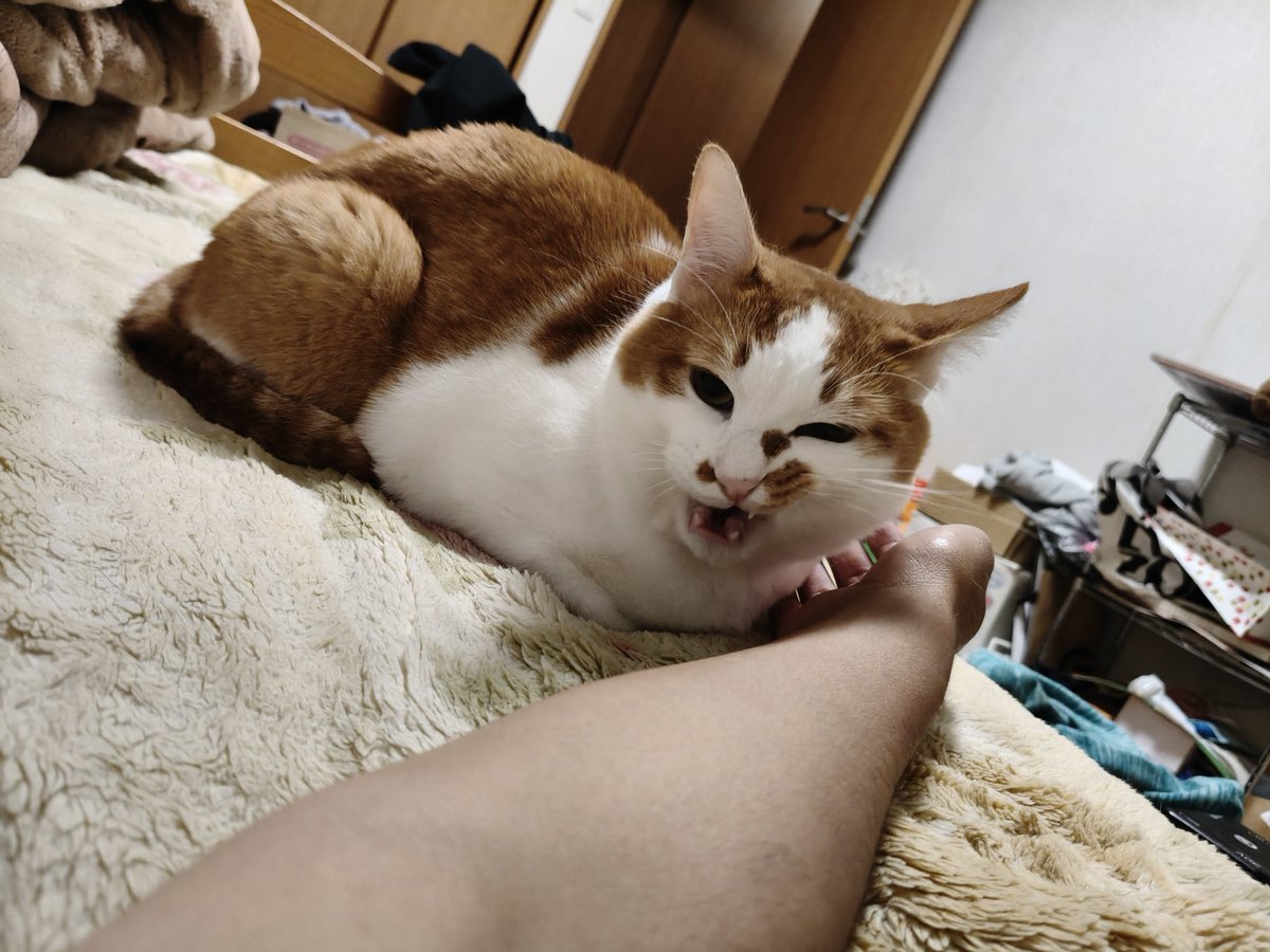 Bireleys2525's tweet photo. 猫とゴロゴロしてたら1日終わった https://t.co/3YpmyDZoAP