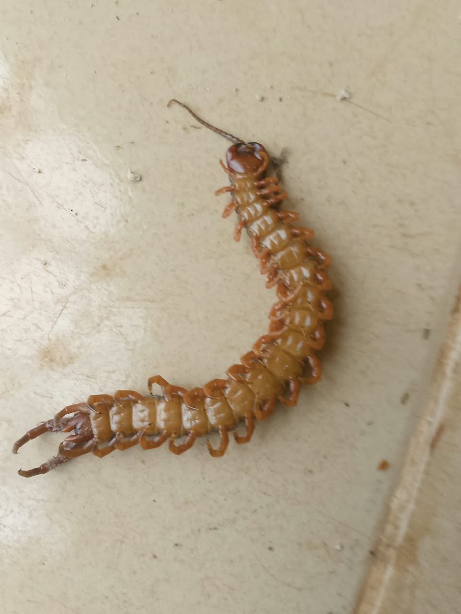 SobowaleJoshua's tweet photo. @arojinle1 I saw this in my room this morning and in my life have not seen such animal b4 . https://t.co/6onYc3TjWl