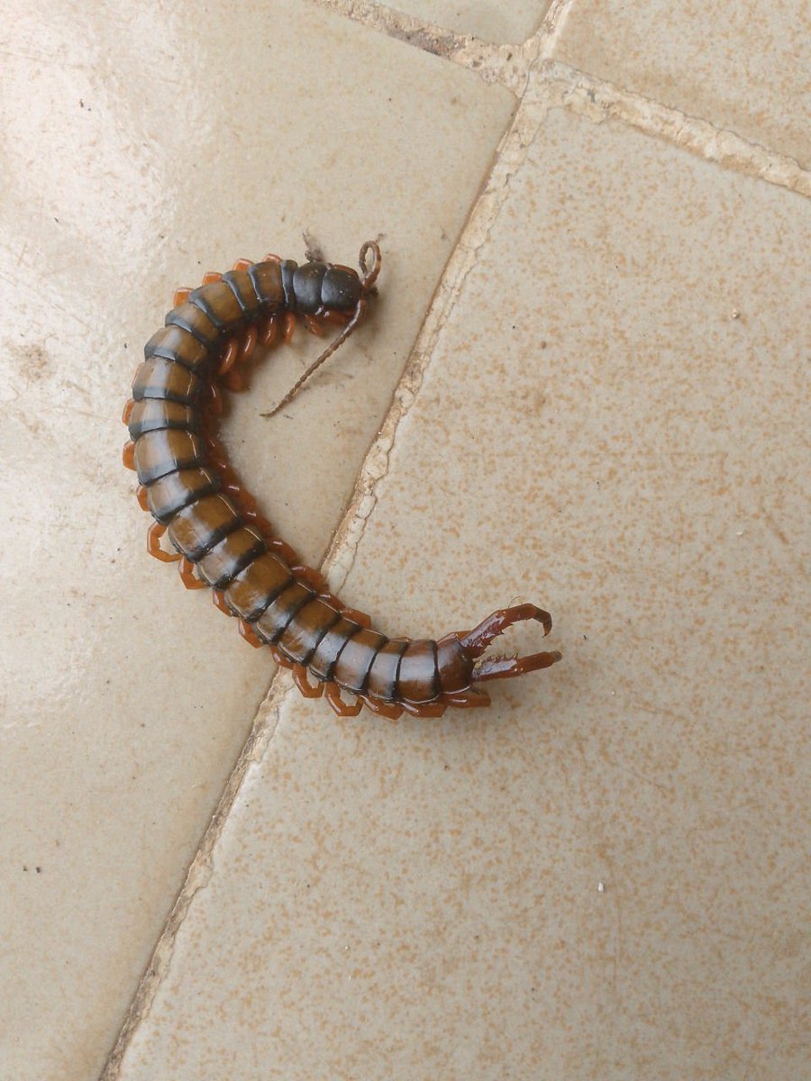SobowaleJoshua's tweet photo. @arojinle1 I saw this in my room this morning and in my life have not seen such animal b4 . https://t.co/6onYc3TjWl