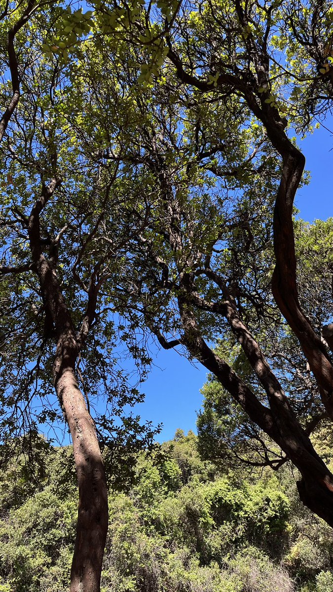 LLLANSSU's tweet photo. Apapun, asal pohon 🌳 https://t.co/UQRCjw8I2L