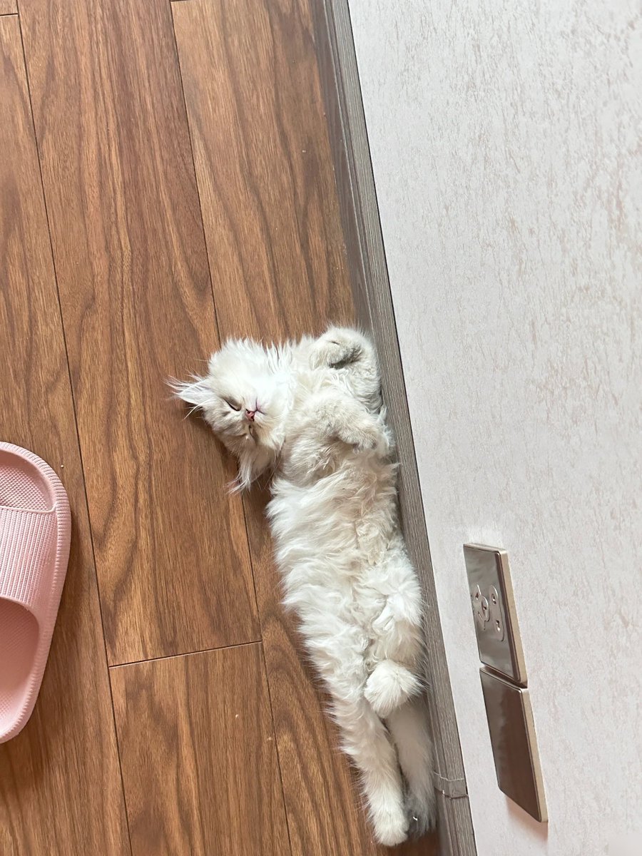 IvanaRobbqv's tweet photo. Mi gatito pequeo ya corriendo por toda la casa! 1 mes creciendo muy feliz https://t.co/L9yA1JBGgM