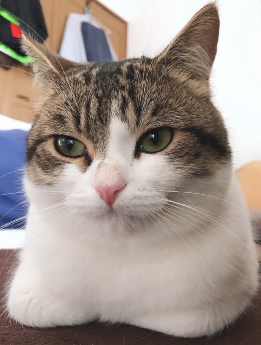 nikoandkotatoro's tweet photo. 愛猫を見ていたはずなのに…
おにぎり猫😹🍙に見えてきた。。。

きっと夕ご飯前でお腹が空いてるからだと思う😂 https://t.co/0kZ9UzUlS3