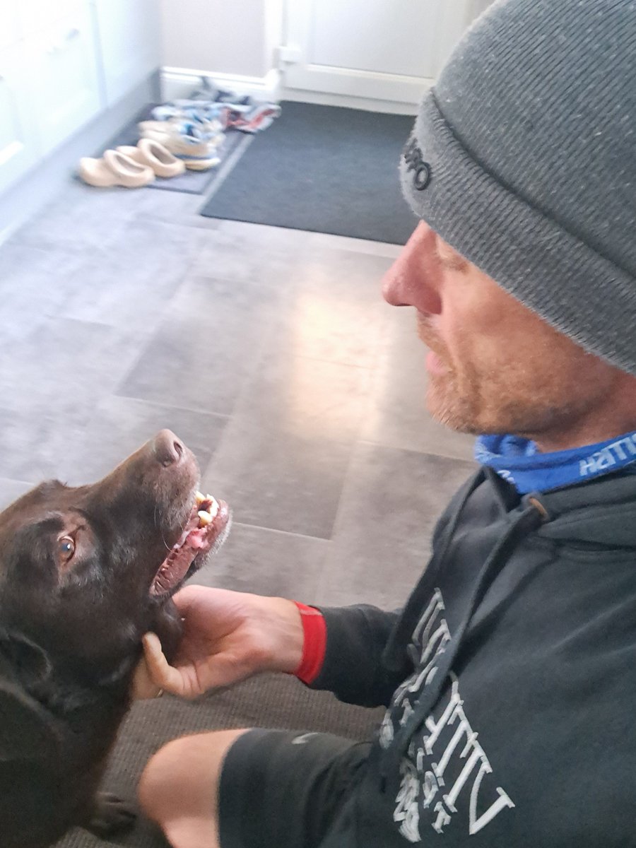 Ted_Choc_Lab's tweet photo. What would we do without them..... https://t.co/25tQFXLaGm