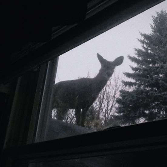 sootdeer's tweet photo. .　　　۶ৎ⠀⠀wilbur  ᵒᵘ  will⠀⠀⸝⸝
he, rot, no prns⠀⠀< @oscilloscopebur 3
⠀⠀　no dni ⠀📹⠀ read strawpage
⠀⠀　✚ ˳⠀ #wilburtwt  #shedtwt ⠀❜
𓄧　#cmtwt #proshiptwt #asoiaftwt　୭
　　　　♡ ノ ↺ to be moots!

𓈒 𓈒 𓈒  https://t.co/NUrW1gEWy2  𓉸 https://t.co/7ez4Gcj5I8