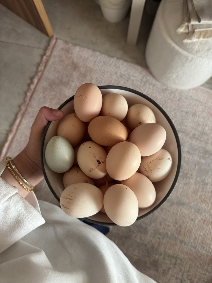 lidyasup's tweet photo. Yumurtalarımı topladım kahvaltı yapıcam şimdi süper bi hayat https://t.co/seaExcDZwm