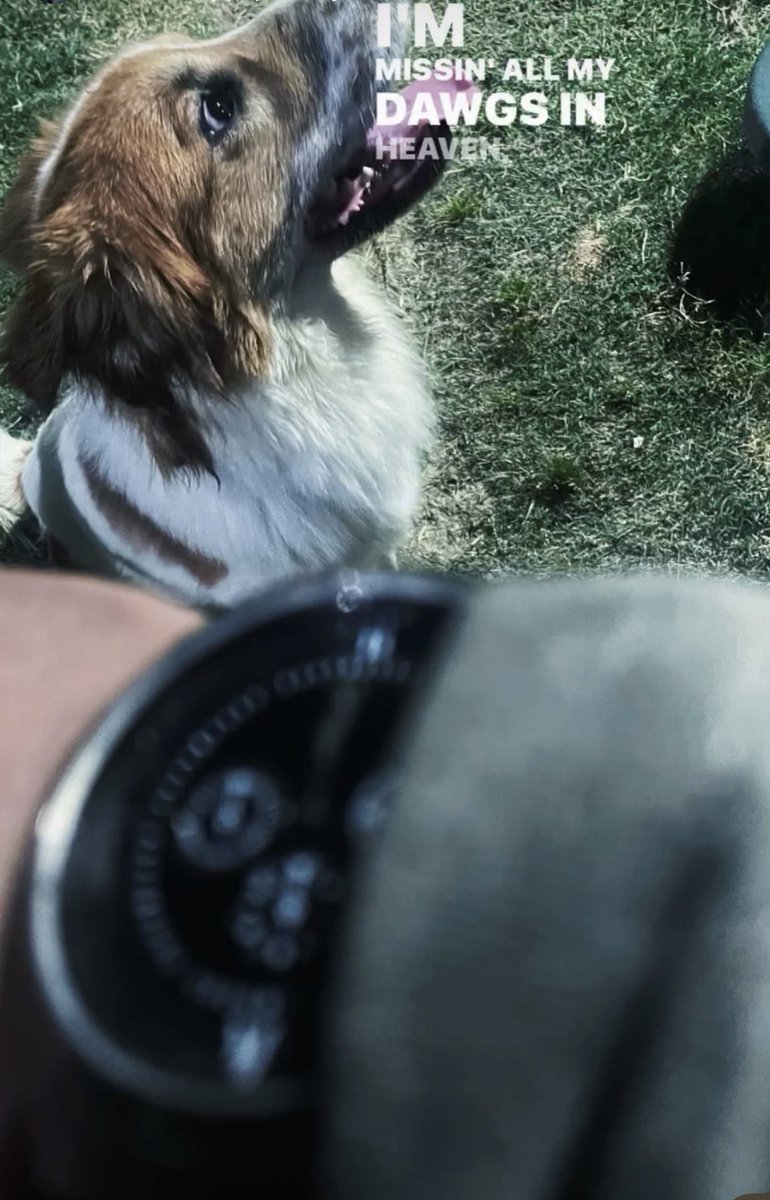 LUCKIDEFENDER1's tweet photo. SUB5 CUFFEM LOOKALIKE FLEXS WATCH ON A DOG BANGEM😹💥🤡 https://t.co/UMbsWua91X