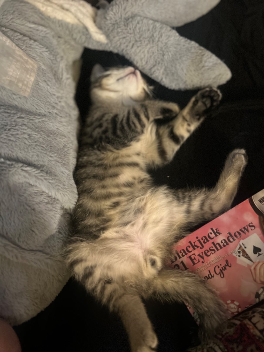 StrangeTamer710's tweet photo. @pp_privatejet_2  I just got under ur stake code but me and my cat would appreciate u more than u know if you were able to help us eat tonight 😖 plz &amp; ty in advance 

StakeID: whomPPwhomPP

#Stake4Life https://t.co/mCWwCyEOa8