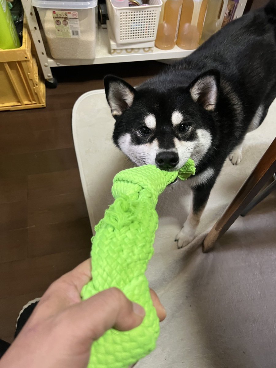 katetxusa's tweet photo. 誕生日プレゼントをその日のうちに破壊💥

#Shibainu
#柴犬
#黒柴 https://t.co/6jvMqSpKAA