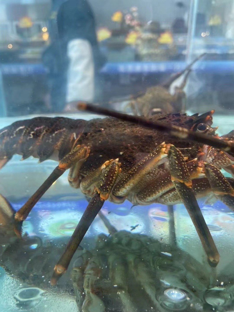01089143871's tweet photo. [This municipal market seeks fresh shrimps at the stall today!]， https://t.co/ovlyTRug7c