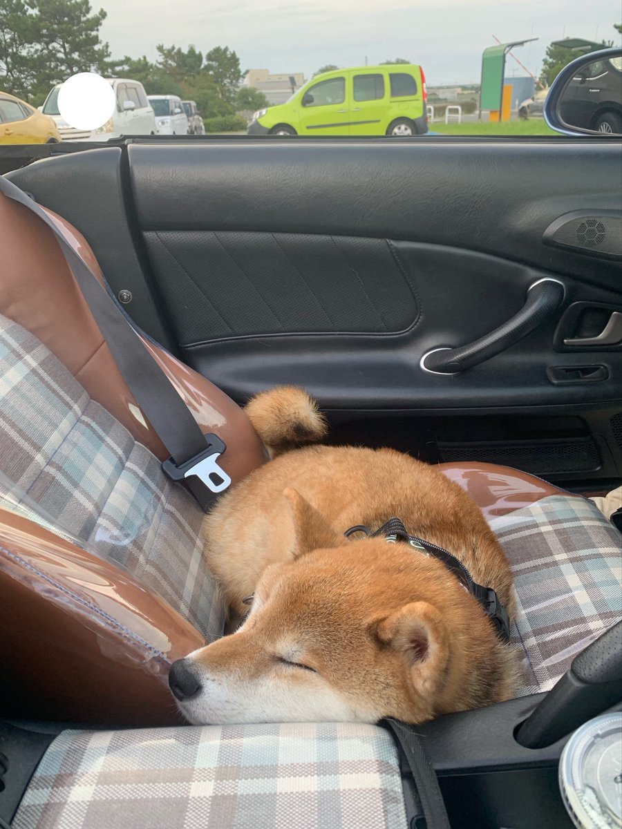 kuuqq99's tweet photo. 帰路のドライブ犬 https://t.co/6ZSPaGxDau