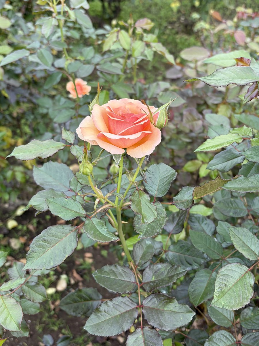 kinishimasen's tweet photo. バラはこれから。　#秋バラ　#神代植物公園 https://t.co/HUwbITWC5L