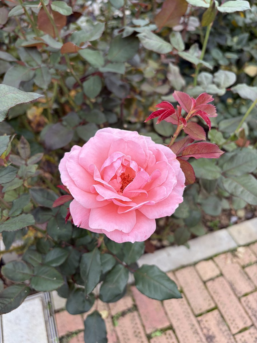 kinishimasen's tweet photo. バラはこれから。　#秋バラ　#神代植物公園 https://t.co/HUwbITWC5L