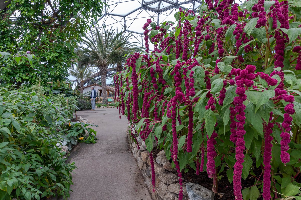 lornna_dickson's tweet photo. The Eden Project Cornwall Fabulous place, The Rainforest Biome was fantastic! As well as the Mediterranean Biome, the grounds and educational centre make a really great day out! π#edenproject #biomes #cornwall https://t.co/9zPjnVhkZN