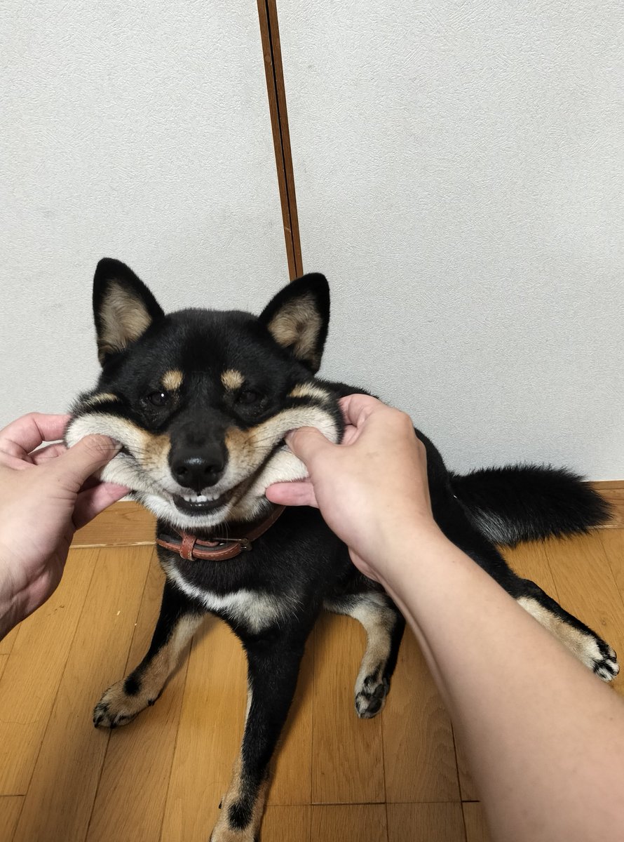 KAGETORA_dog's tweet photo. これは流石にAIです
元の写真 https://t.co/3AQD9kvqk5