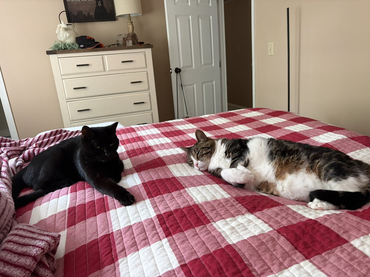 LawlerRN's tweet photo. @KeithMalinak So sweet.  Mine are lazy. https://t.co/ICHU3k0HdP