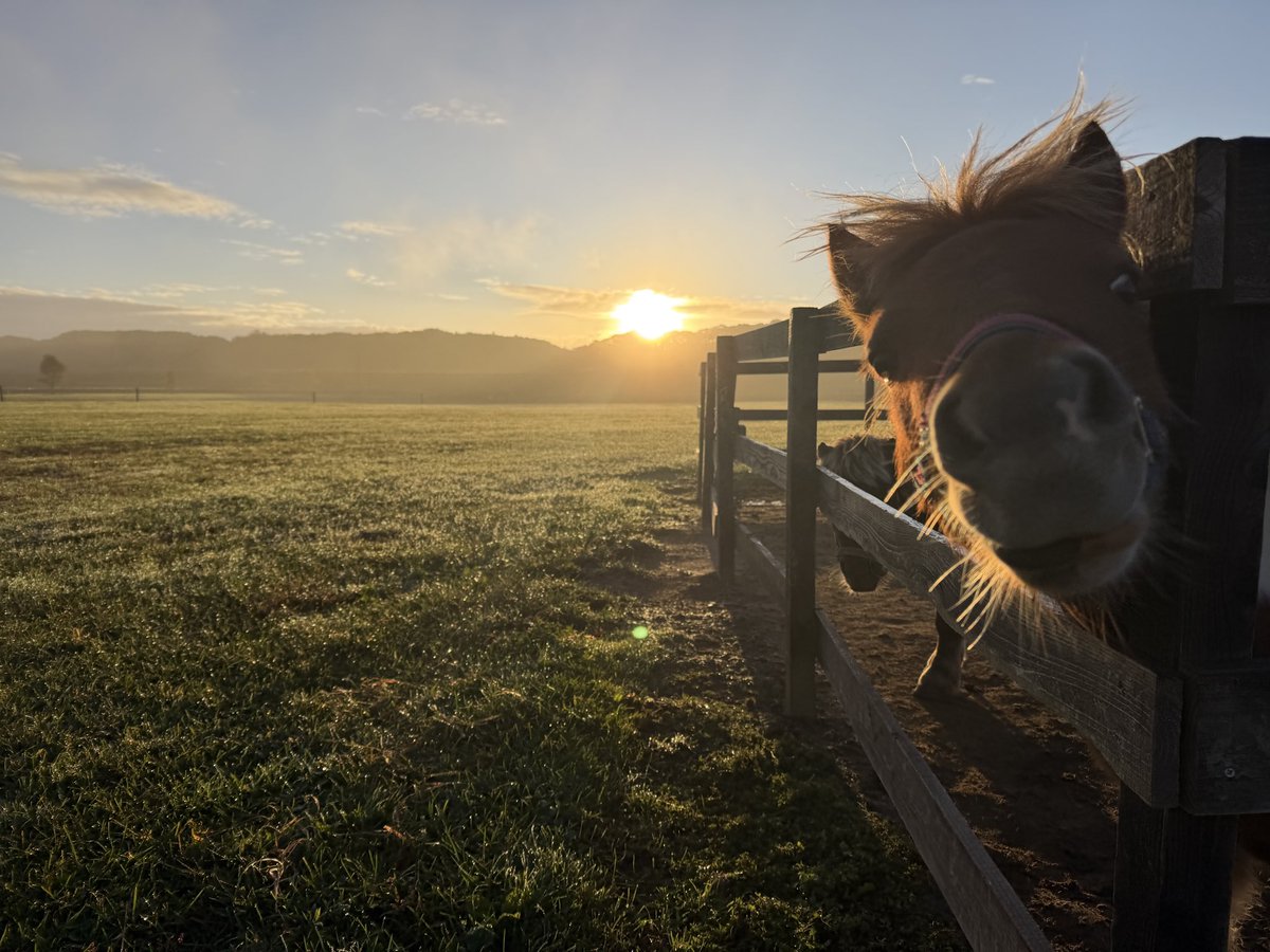MiniHorseMKMK's tweet photo. 寒い朝でーす🌅
グレ君もやっと起きたよー!
https://t.co/Ec1H9rXXGL
YouTubeでも大活躍だぜー🐗
#ミニチュアホース
#馬
#ルパン
#グレイ
#おひさま牧場 https://t.co/ZLHP7H10dM