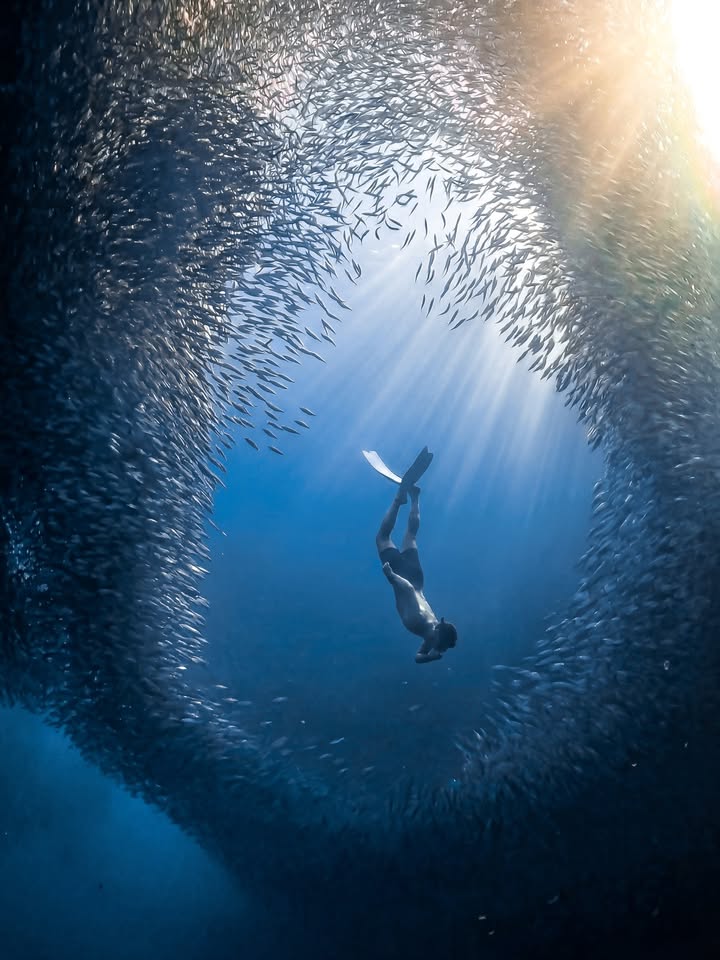 GoProJP's tweet photo. Photo of the Day
魚群が割れて現れた、朝日の道 🐟
Filippo Parelli が #GoProHERO13 Black でとらえた、魚群に包まれるフリーダイバー。

🏆 $100のGoProアワードを受賞

ダイビングに、GoPro。ラインナップはここから 👉 https://t.co/Ev590ouZAY https://t.co/TsQDgPFYwI