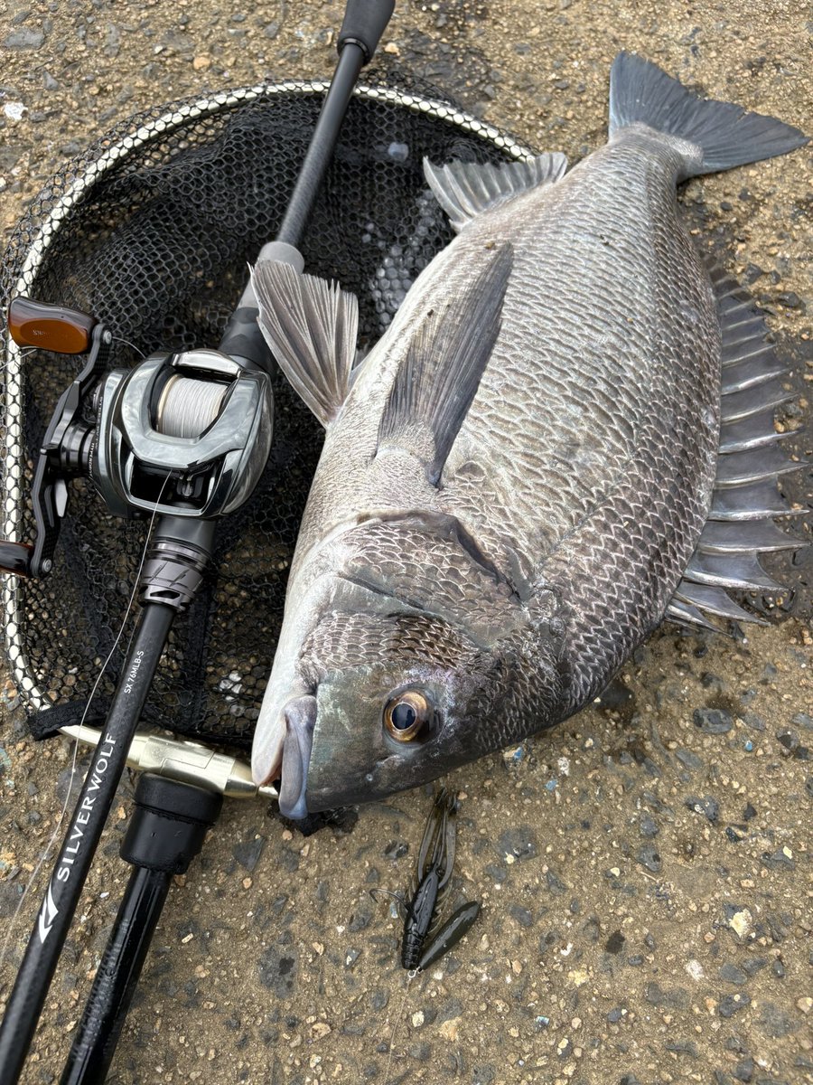 X67460045's tweet photo. 今日は昼からチニングへ🐟

着き場が全然変わってたけど、見つけたら連発できました🎣 https://t.co/bJj6LmHt5T