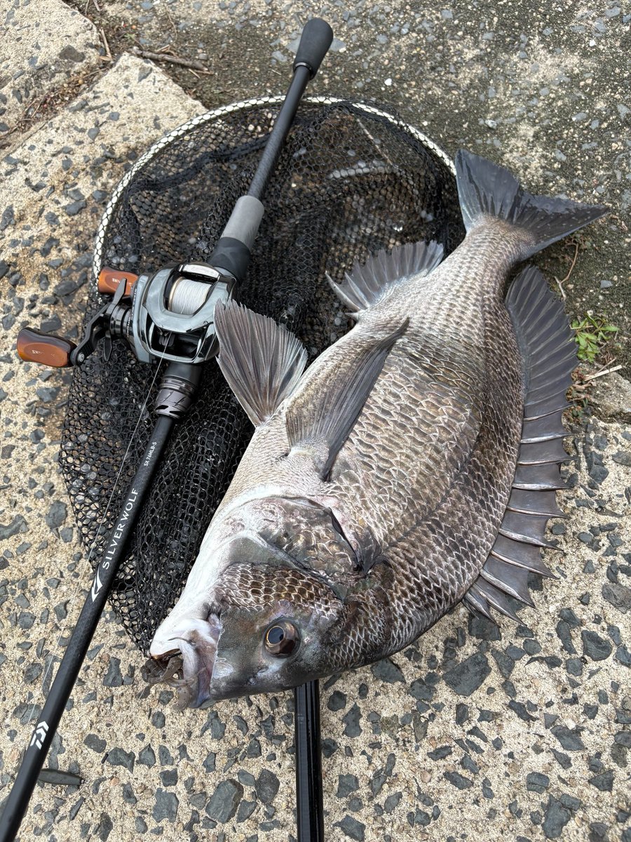 X67460045's tweet photo. 今日は昼からチニングへ🐟

着き場が全然変わってたけど、見つけたら連発できました🎣 https://t.co/bJj6LmHt5T
