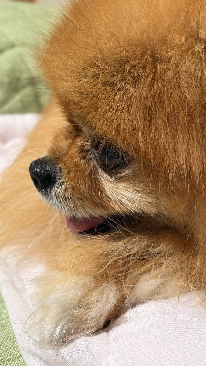 A4xcF's tweet photo. 犬に囲まれて動けない https://t.co/iti8PLf538