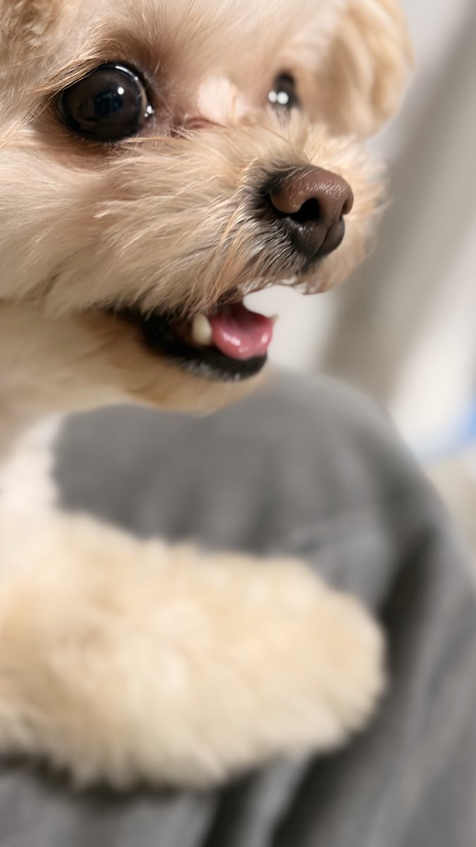 A4xcF's tweet photo. 犬に囲まれて動けない https://t.co/iti8PLf538