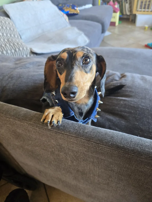 dachshundzones's tweet photo. He looked at me like this and now I guess he gets whatever he wants. 🥺💔
#DachshundEyes #SpoiledPup https://t.co/xoOMp3UAZP