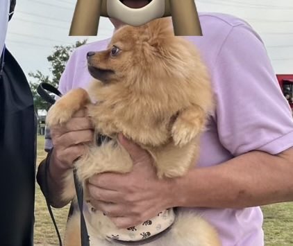fuuta_2024's tweet photo. 【2026年10月4日(日)】
公園に行ったら、カオナシさんいて...
颯太には不思議なものだったらしい😂😂😂

🐶なに これ！！！？

#颯太 #ポメラニアン颯太 #ポメラニアン #ポメ https://t.co/iGzjsInTJH
