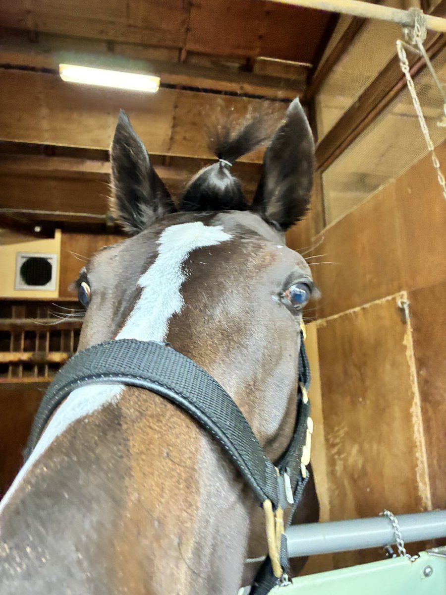 MASAYONE961846's tweet photo. レース前に剛毛の前髪を一旦纏めたかったんですが逃げられて、
ちょんまげ状態のシルヴァさん　#シルヴァノーブル https://t.co/qI1hQU4cww