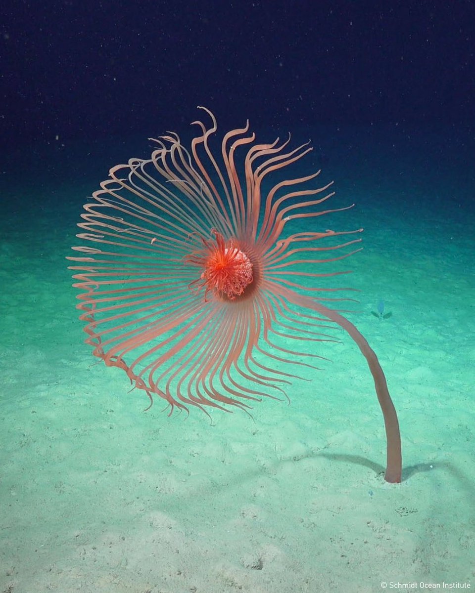 UNOceanDecade's tweet photo. #SundaySpecies: Meet this giant deep-sea hydroid 🪼
It looks like a sea plant, but it’s an animal! Related to jellyfish, it can grow over 2m tall and uses its long tentacles to catch tiny drifting food.
📸 @SchmidtOcean, member of the #OceanDecade Alliance https://t.co/eW5FBJ5mlh