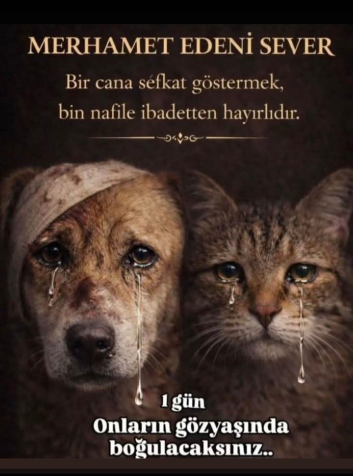 lionxpower's tweet photo. Bugün 4 Ekim Dünya Hayvanları Koruma Günü; ama biz kutlamıyoruz, dilsiz canların maruz kaldığı bu organize vahşete karşı yas tutuyor ve öfkemizi diri tutuyoruz. Sokakları onlara dar eden, barınakları ölüm kampına çeviren bu merhametsizlikle uzlaşmayacağız🐈🐕
#4EkimiKutlamıyoruz https://t.co/k3H0TEFkfO