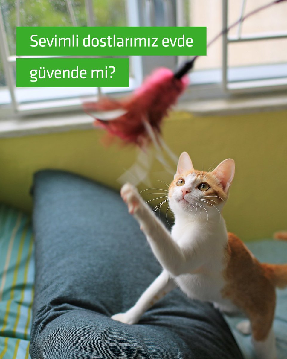 kuveytturk's tweet photo. Evimizin neşesi sevimli dostlarımızın güvenliği her şeyden önemli! 🐾🏡

Görünmez ev içi tehlikelere karşı alabileceğiniz hayat kurtarıcı önlemleri derledik. Evinizi minik dostunuz için daha güvenli hale getirecek ipuçları için görseli kaydırmayı unutmayın! ➡️

Daha fazla blog yazımıza ulaşmak için web sitemizi ziyaret edebilirsiniz.

#KuveytTürk #HayvanlarıKorumaGünü