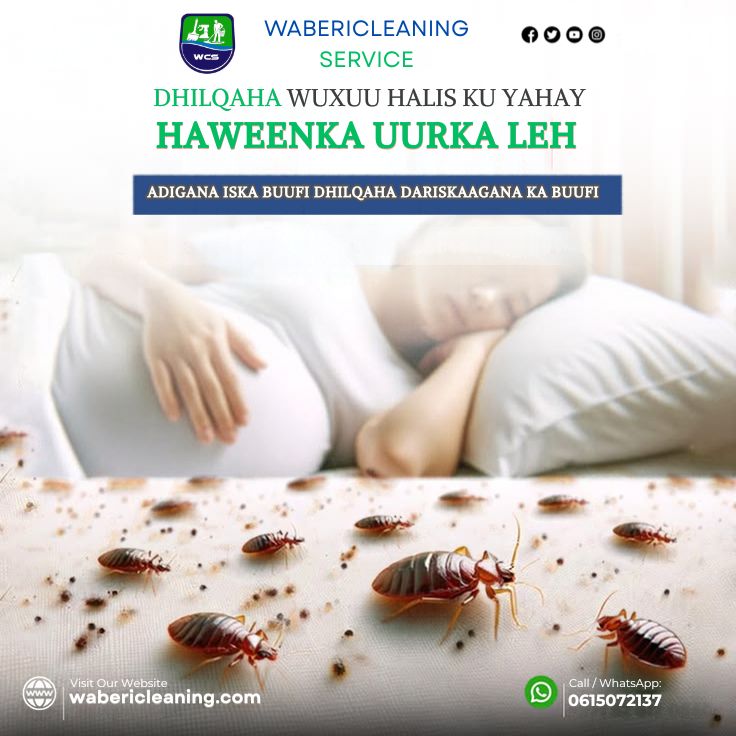 wabericleaning's tweet photo. Dhilqaha Waa Halis Caafimaad Adigana Iska Buufi Dersikaagana Ka Buufi 61 5072137 laxariir Waberi Cleaning Maanta https://t.co/DIZApfkShh