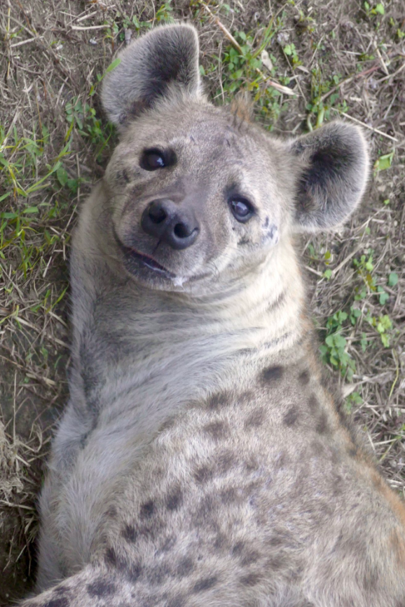 red_yeen's tweet photo. Imagine for a moment...
A hyena. https://t.co/ogPOTyXZsv