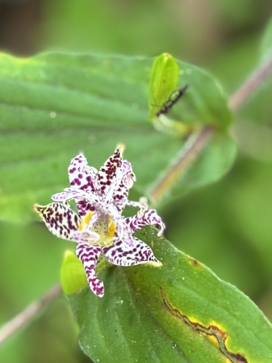 oRHYNkWVjZ26583's tweet photo. I posted a photo of the toad lilies in my garden this morning, and later I came across more toad lilies while I was out 😊

#toadlily #GardenInspiration https://t.co/ppRdNeZfhz