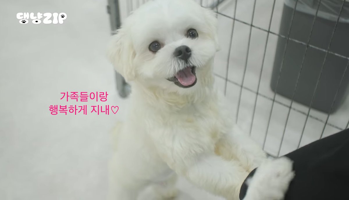sunsmose's tweet photo. #댕냥ZIP_EP02 첫 물놀이!! 씩씩하게 성공하는 모습이 너무 기특햇어요🐶💦처음 해보는 경험을 이겨내는 모습이 기특하면서도 꼭 좋은 가족을 만났으면 좋겠다고 생각했는데, 마지막에 가족을 만났다는 소식에 더 행복하게 봤던 것 같아요!!! 계속 건강하게 지금처럼 애교많이 부리며 행복해줘♡♡♡ https://t.co/iQEXJWhjnK