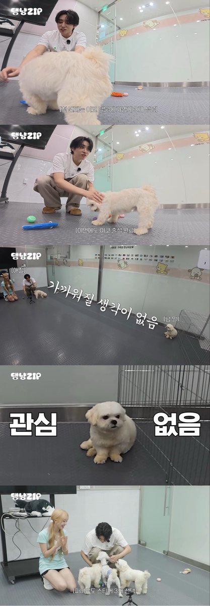 sunsmose's tweet photo. #댕냥ZIP_EP02 첫 물놀이!! 씩씩하게 성공하는 모습이 너무 기특햇어요🐶💦처음 해보는 경험을 이겨내는 모습이 기특하면서도 꼭 좋은 가족을 만났으면 좋겠다고 생각했는데, 마지막에 가족을 만났다는 소식에 더 행복하게 봤던 것 같아요!!! 계속 건강하게 지금처럼 애교많이 부리며 행복해줘♡♡♡ https://t.co/iQEXJWhjnK